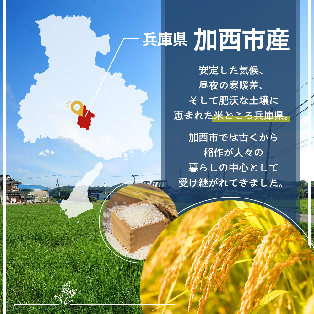 令和8年産 先行受付】しきゆたか 白米 10kg《2027年2月発送》