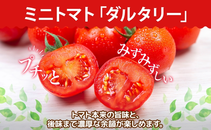 北海道 有機JAS認定 ミニトマト ダルタリー 150g×8パック 7月中旬～9月
