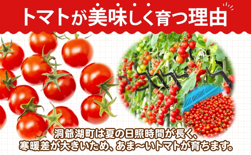北海道 有機JAS認定 ミニトマト ダルタリー 150g×8パック 7月中旬～9月