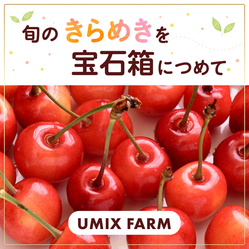先行予約 北海道 仁木町産 さくらんぼ 南陽 600g （300g×2） 2L以上 旬
